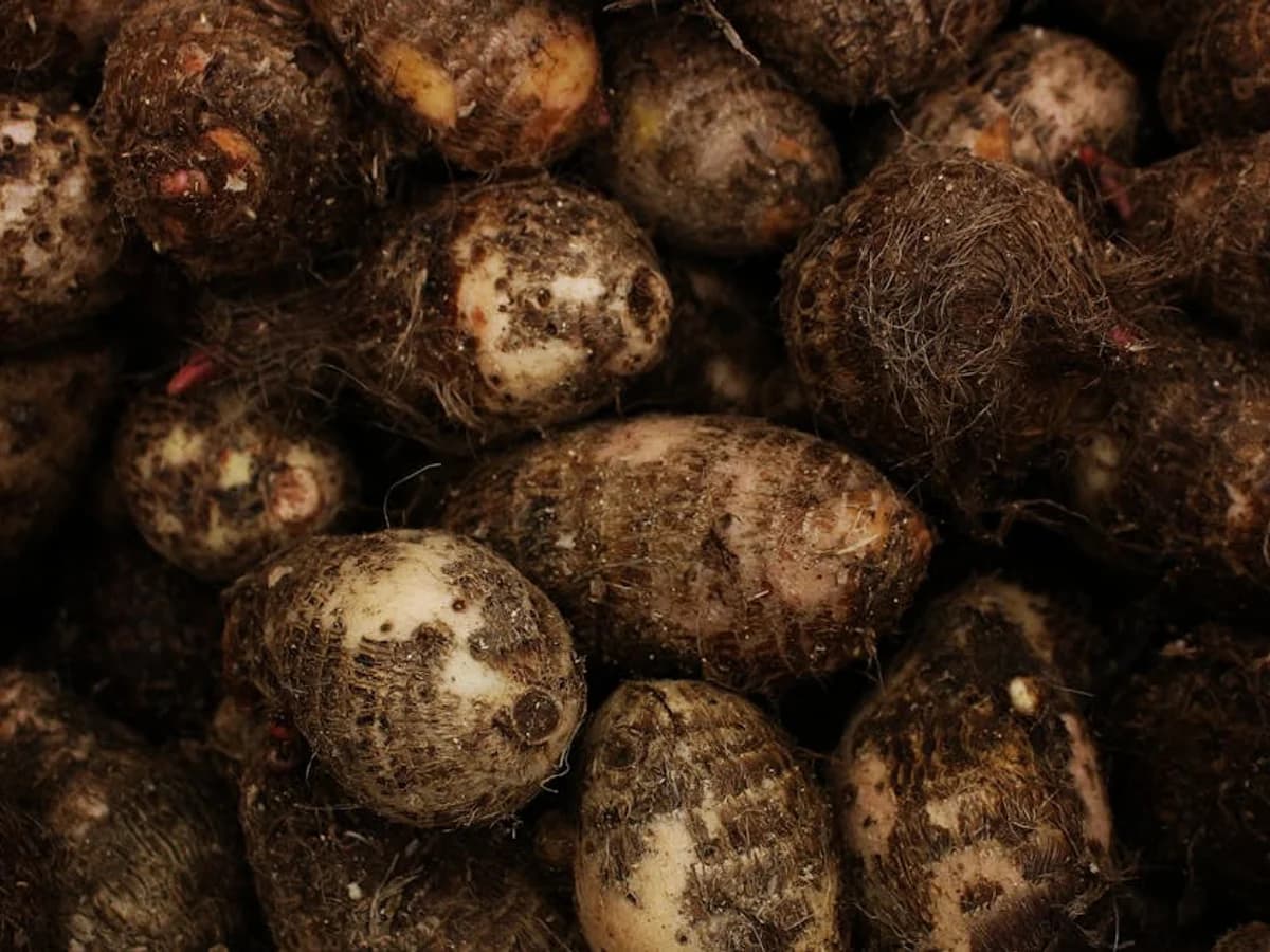 Igname - illustration botanique