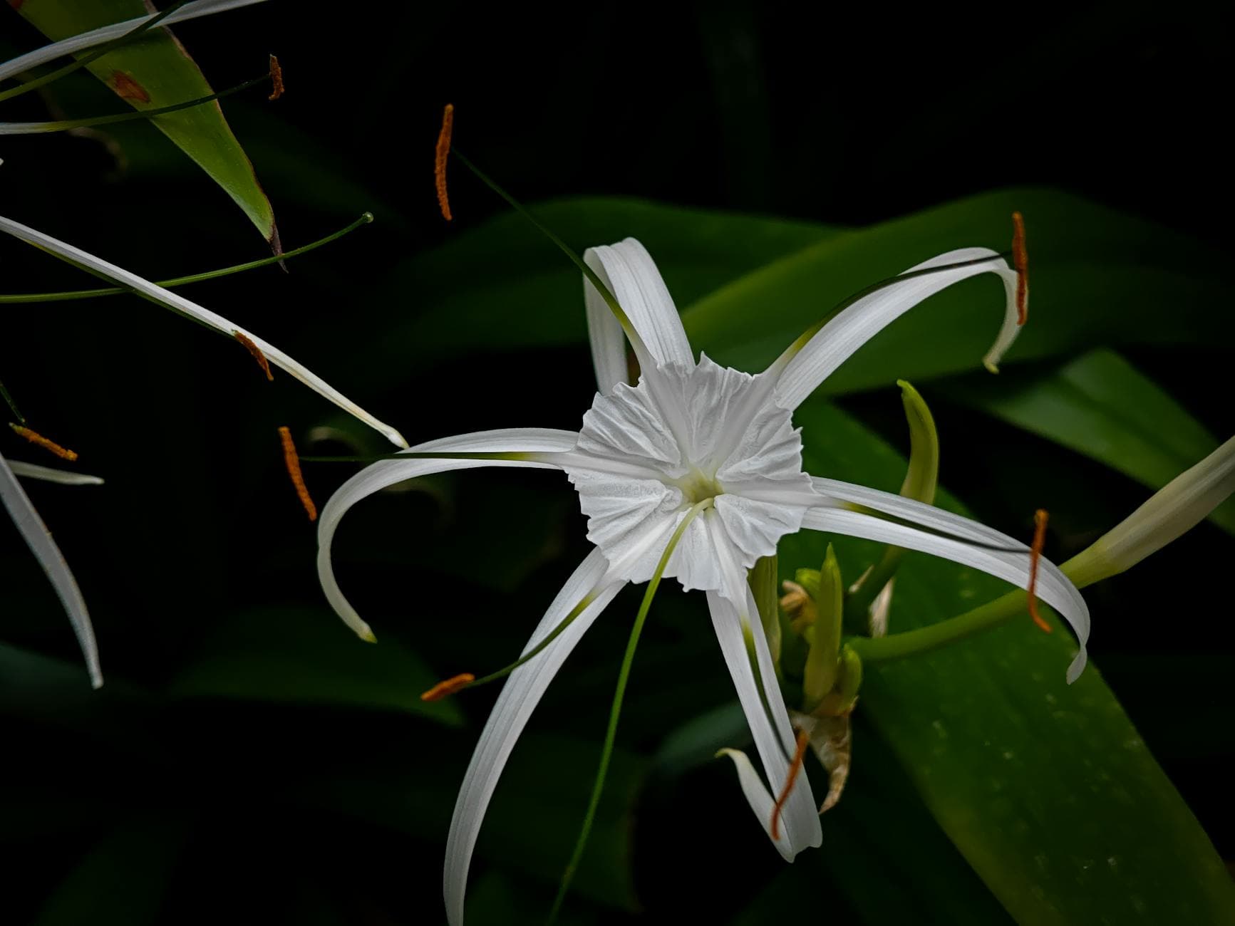 Isméne (lis araignée) - illustration botanique