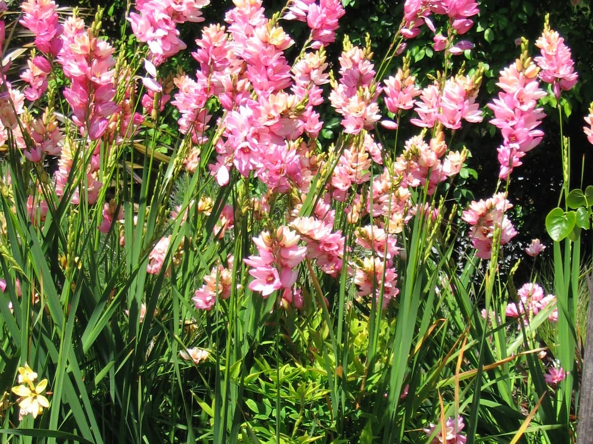 Ixia - illustration botanique