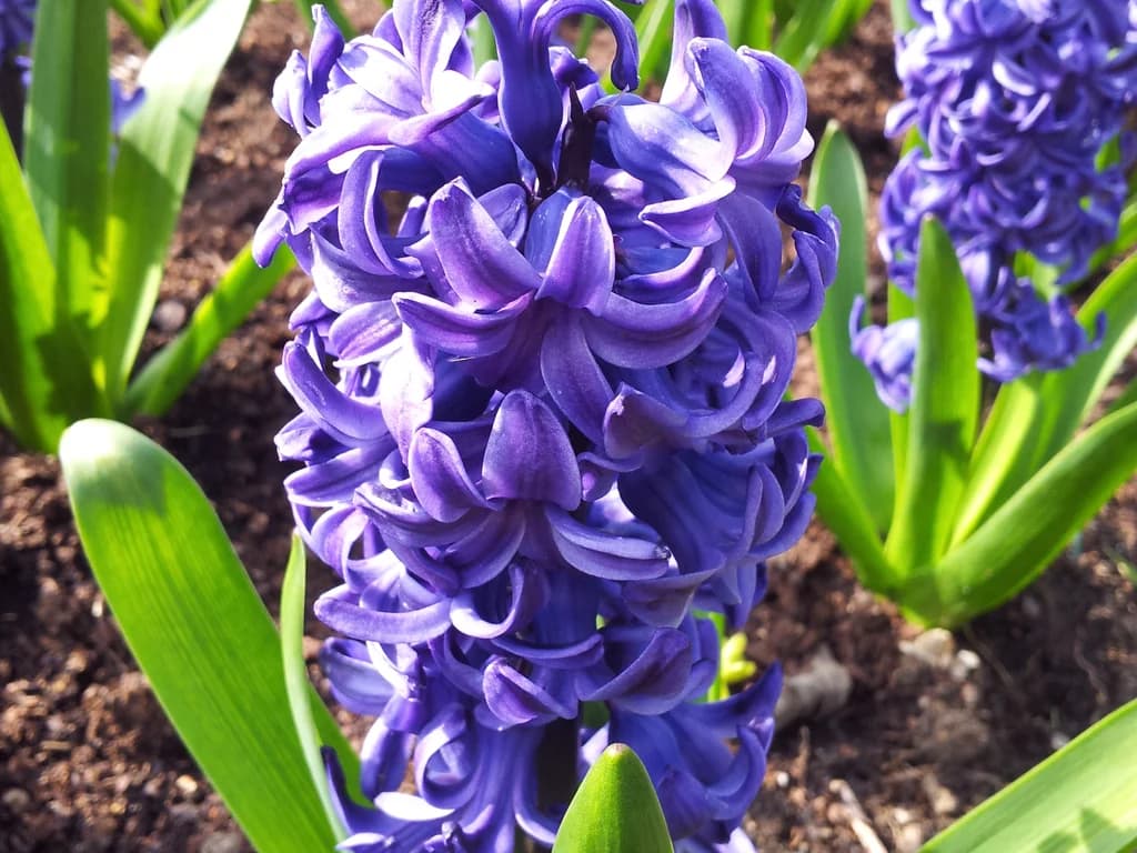 Jacinthe - illustration botanique