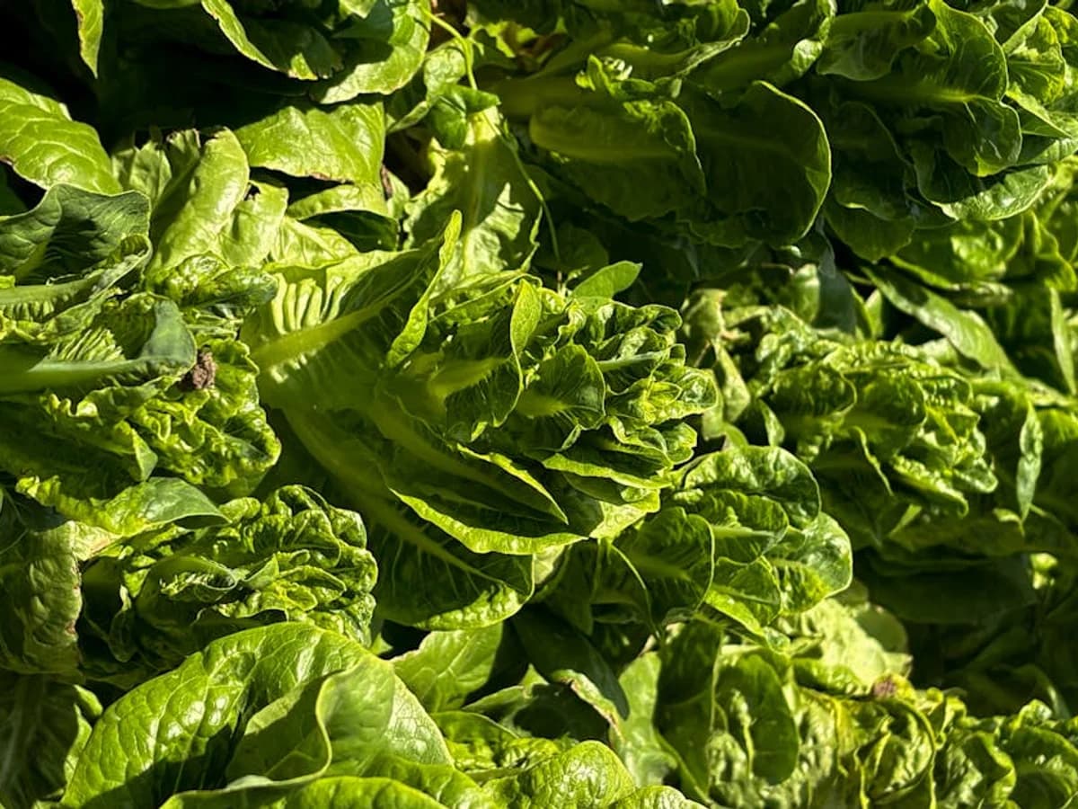 Laitue d'hiver - illustration botanique