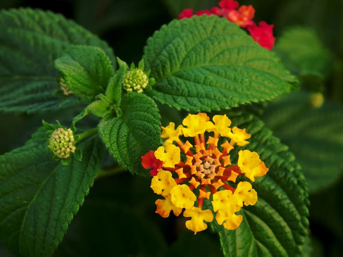 Lantana - illustration botanique