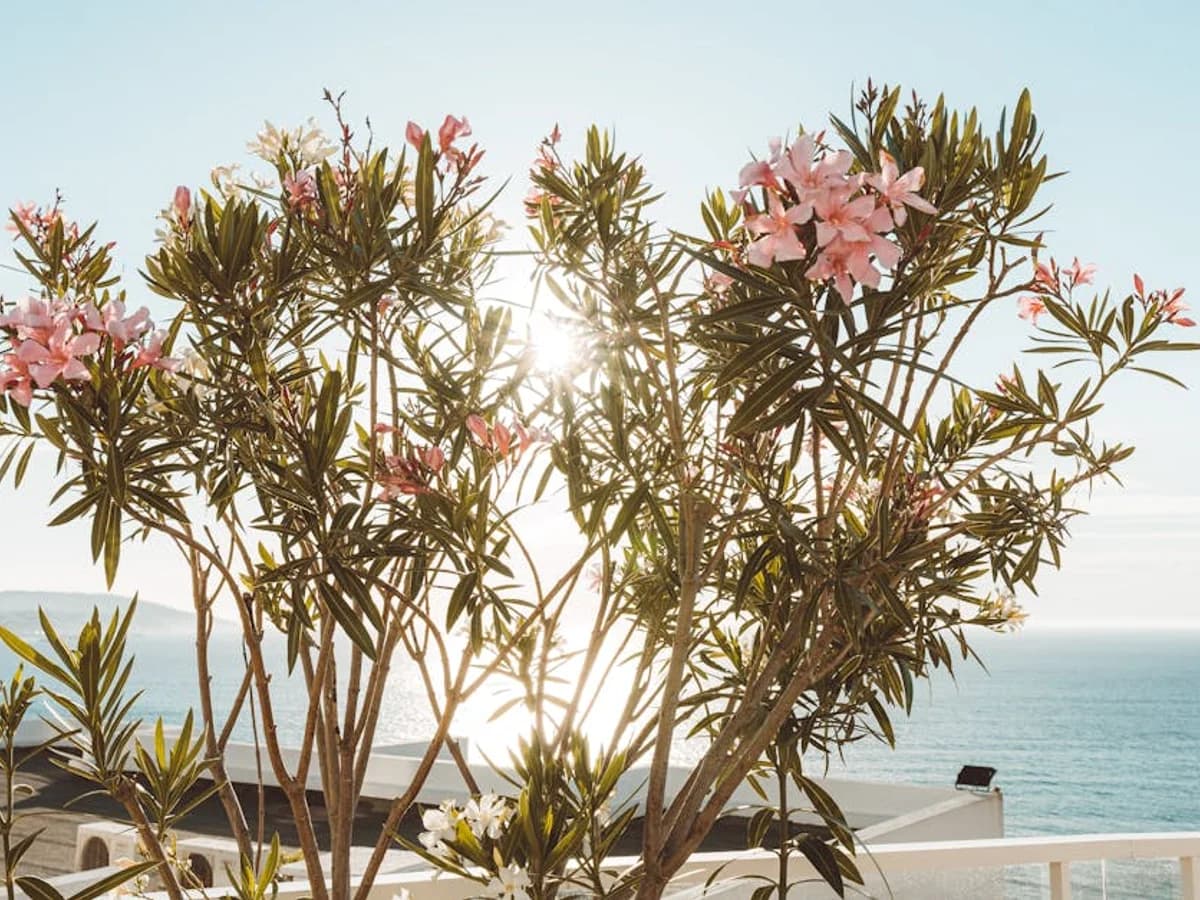 Laurier-rose - illustration botanique