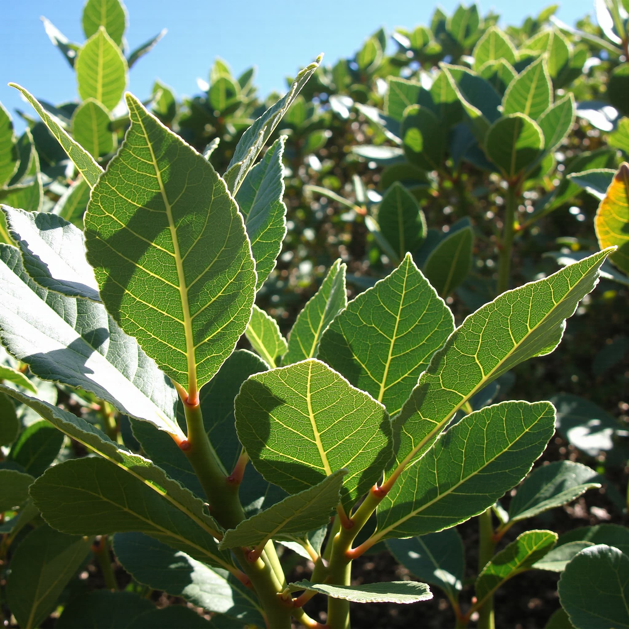 Laurier sauce - illustration botanique