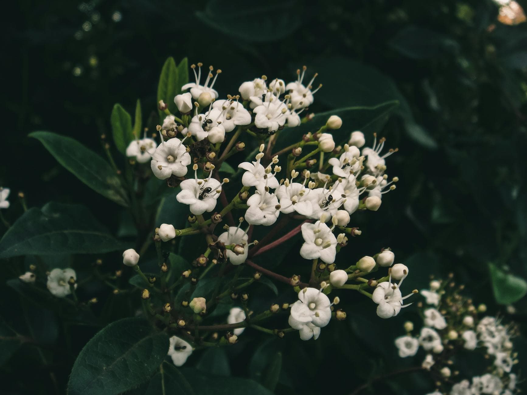 Laurier-tin - illustration botanique