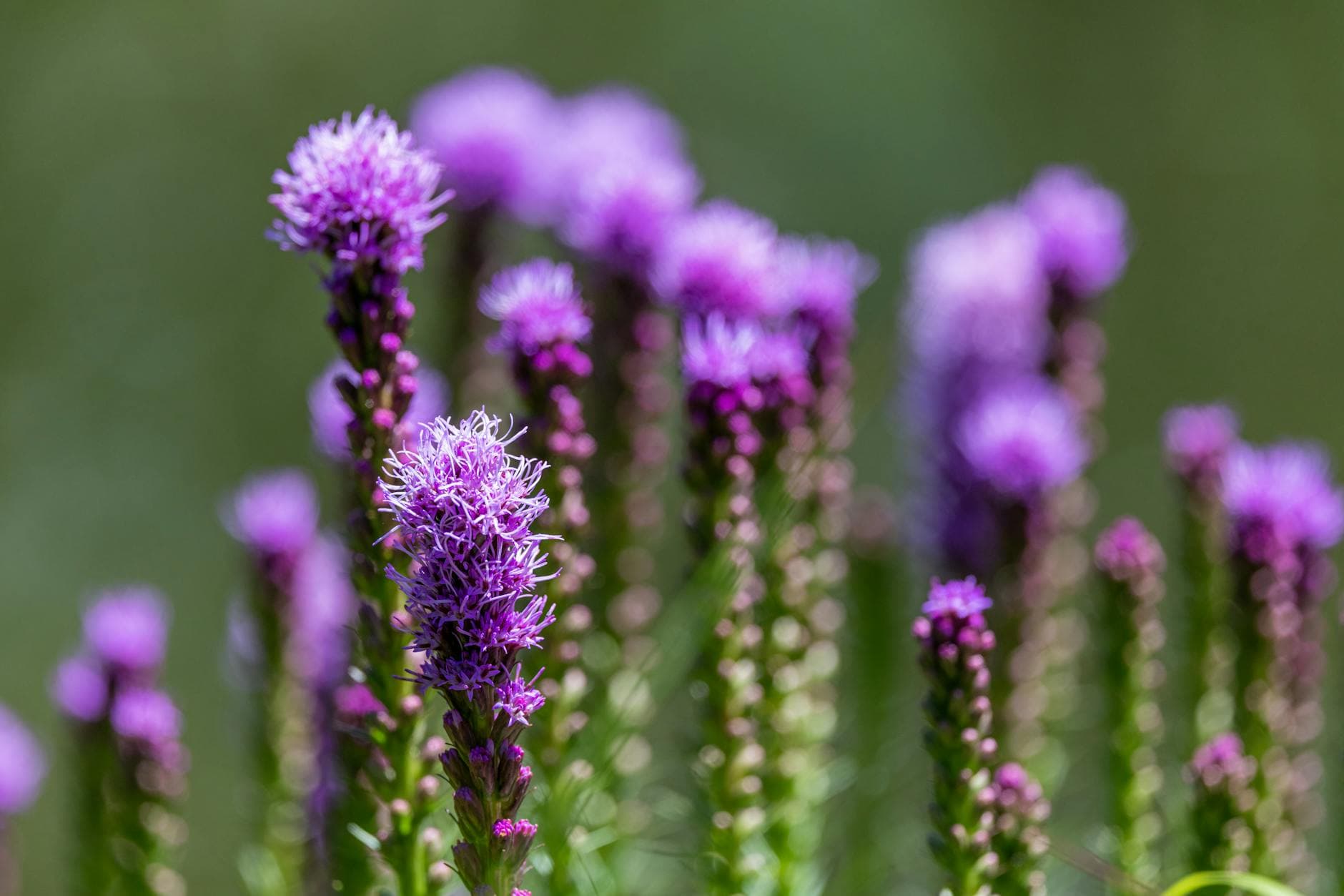Liatris - illustration botanique