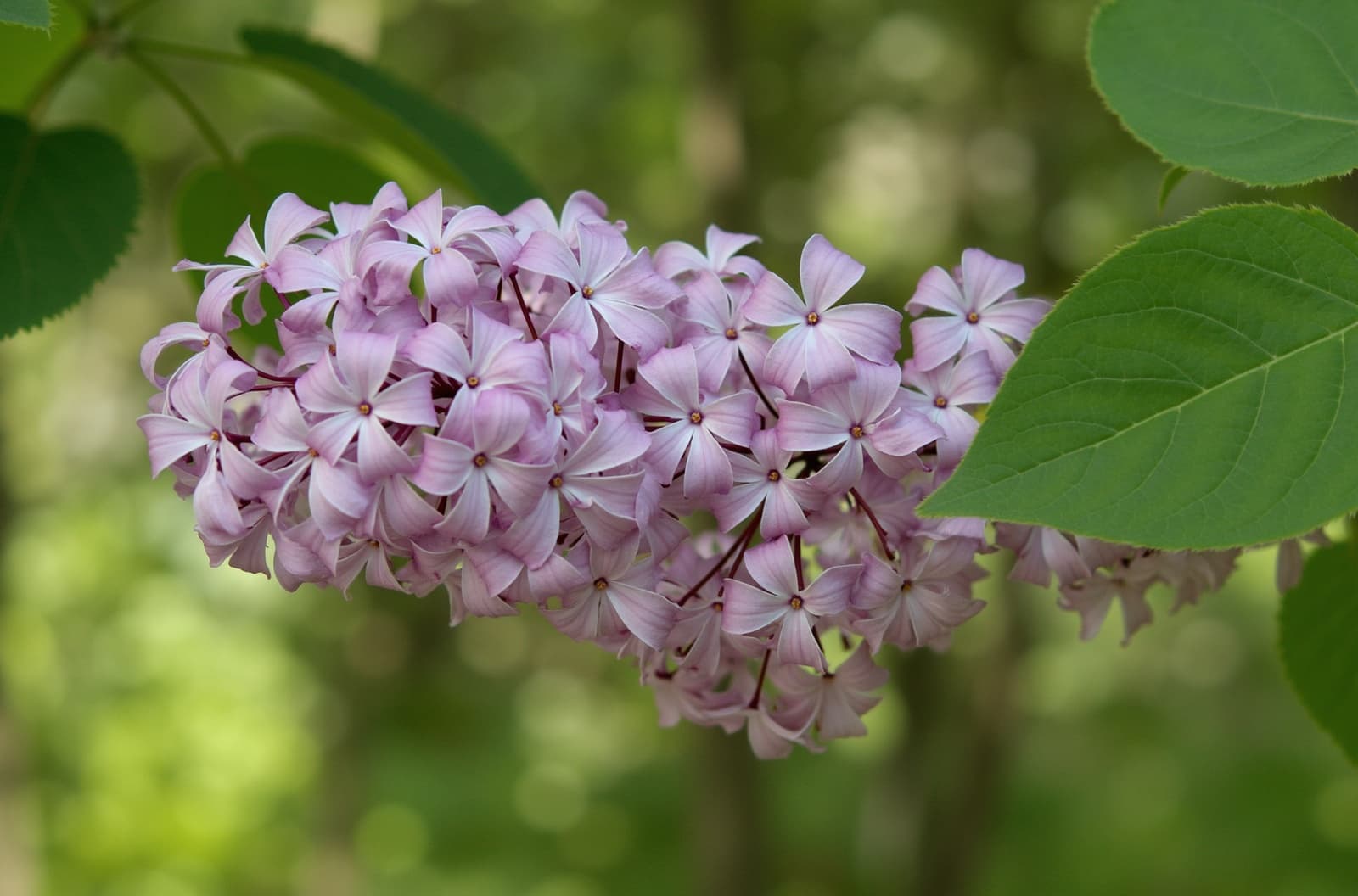 Lilas - illustration botanique