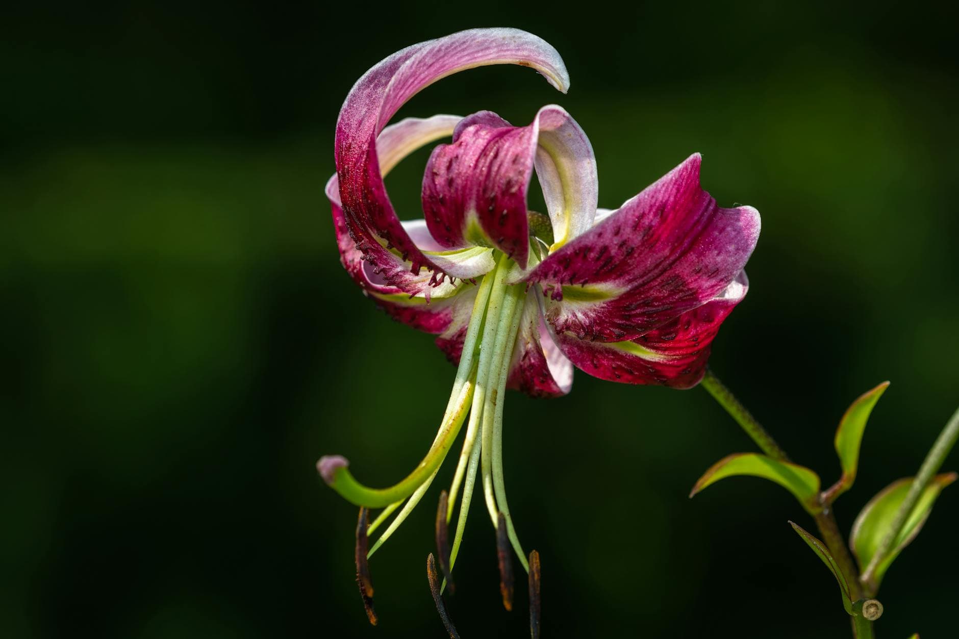 Lilium martagon - illustration botanique