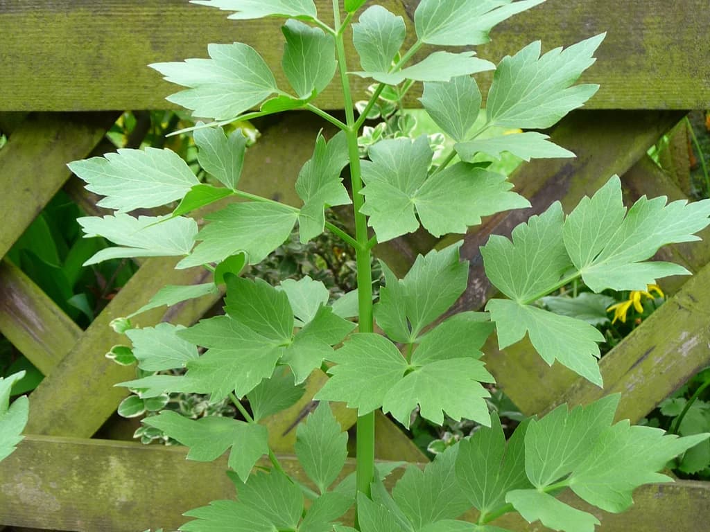 Livèche - illustration botanique