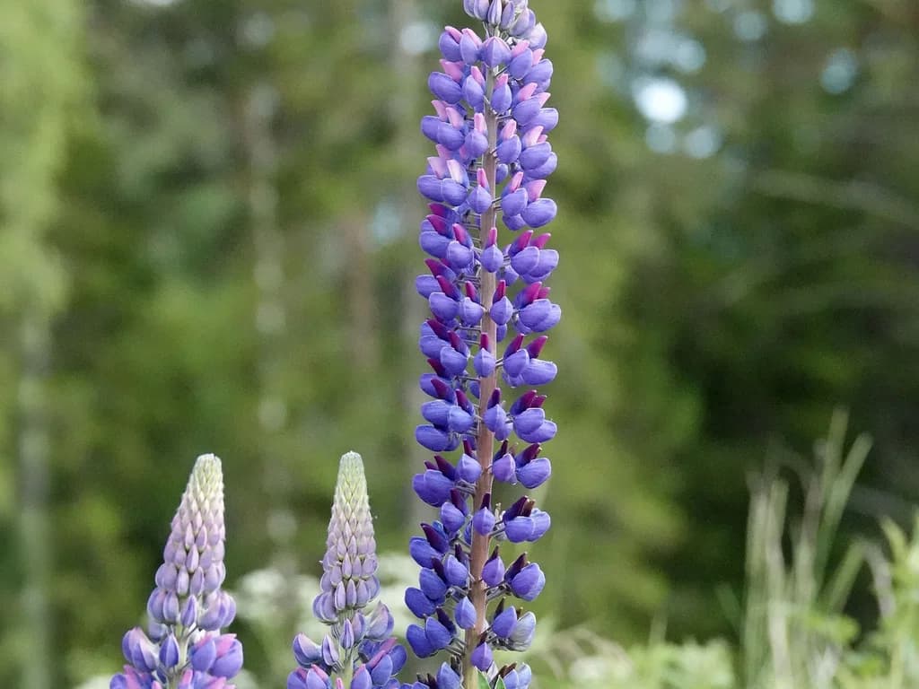 Lupin - illustration botanique
