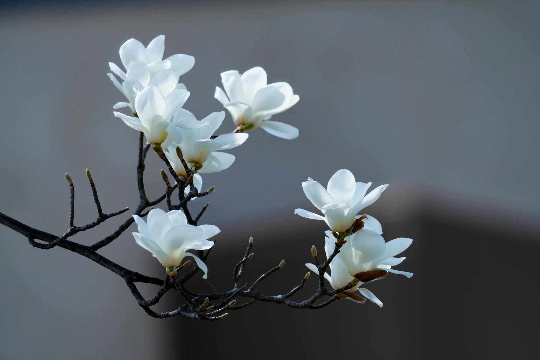 Magnolia à grandes fleurs - illustration botanique