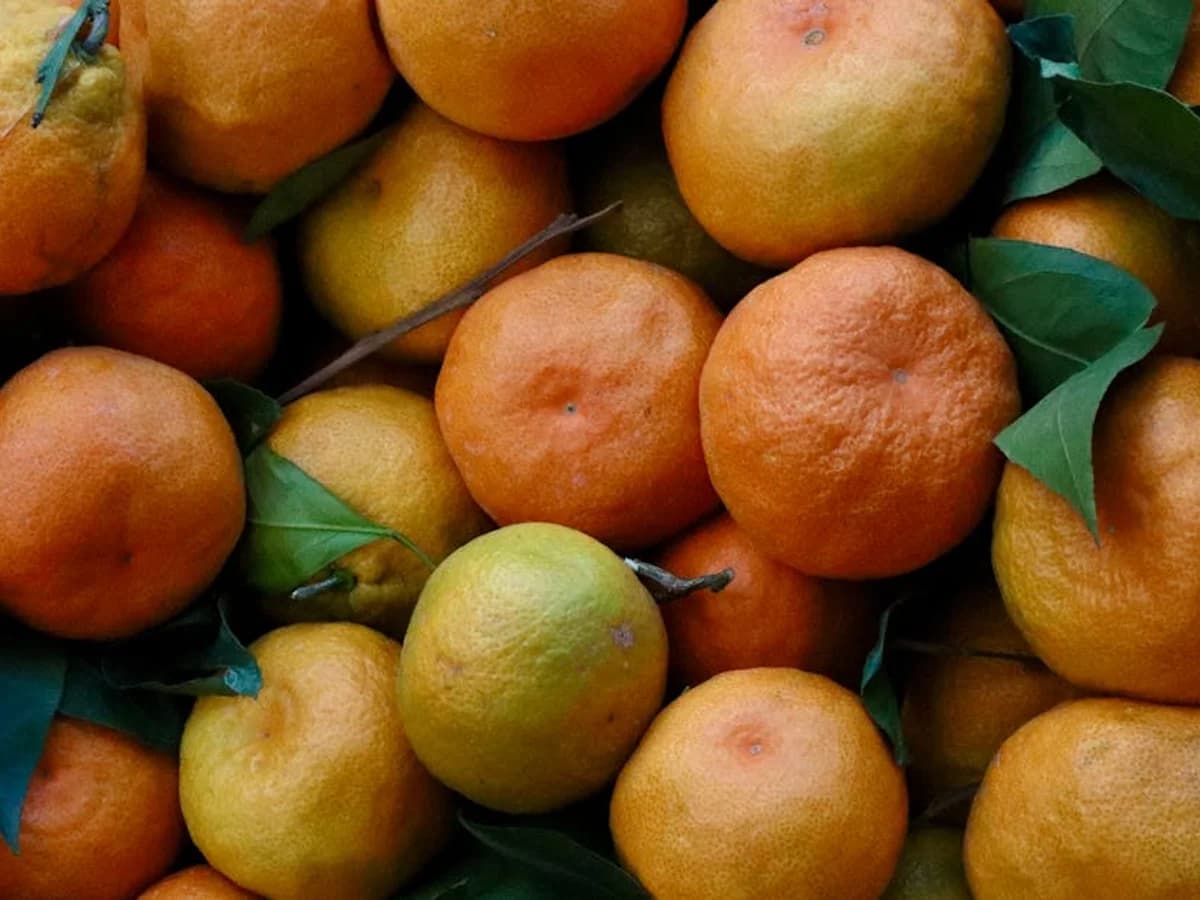 Mandarinier - illustration botanique