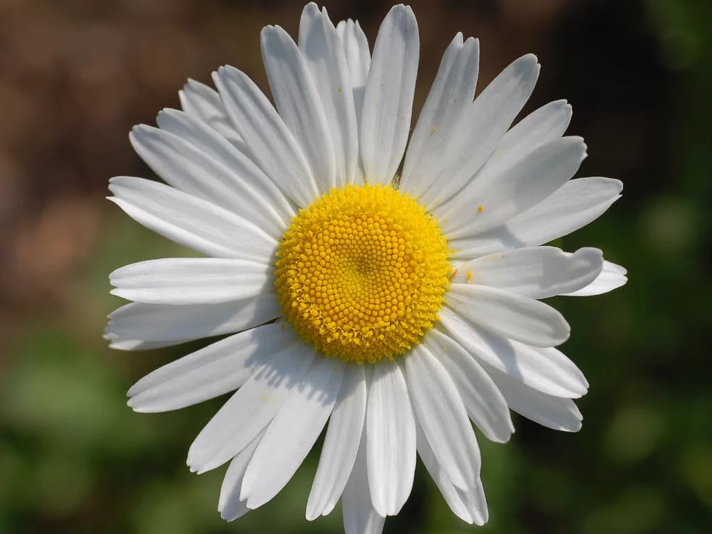 Marguerite - illustration botanique