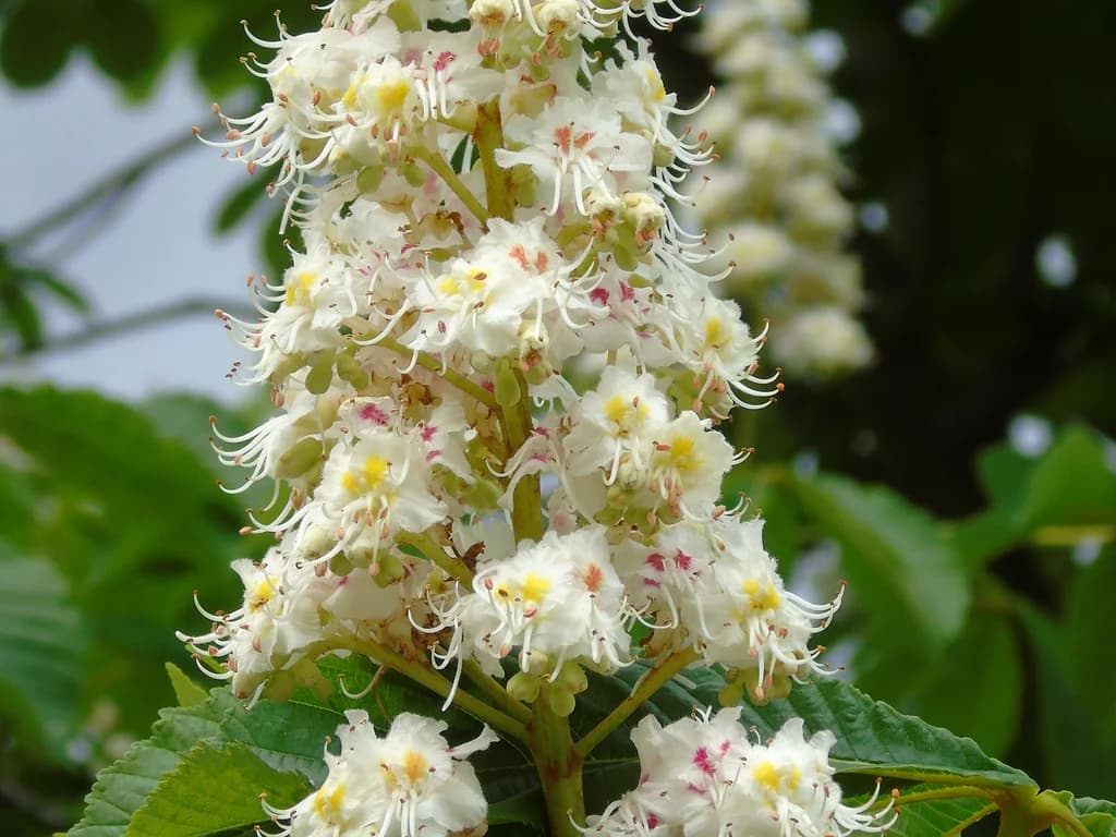 Marronnier - illustration botanique