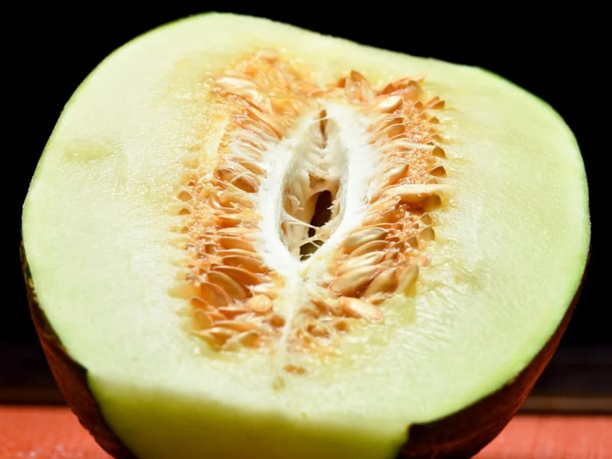 Melon Galia - illustration botanique