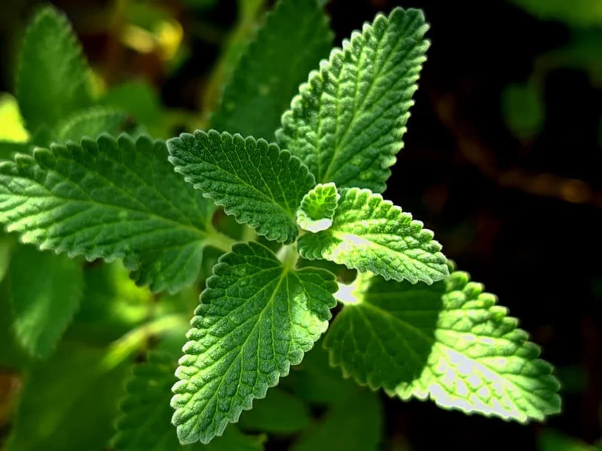 Menthe - illustration botanique