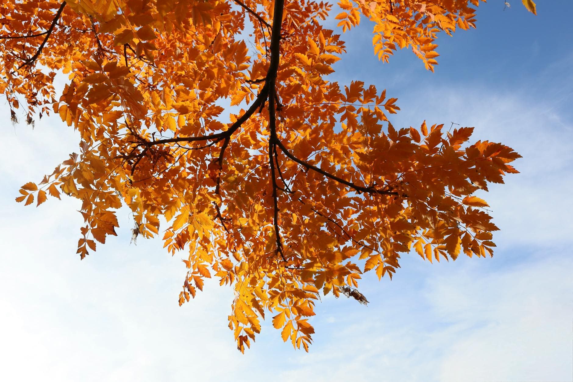 Micocoulier de Provence - illustration botanique