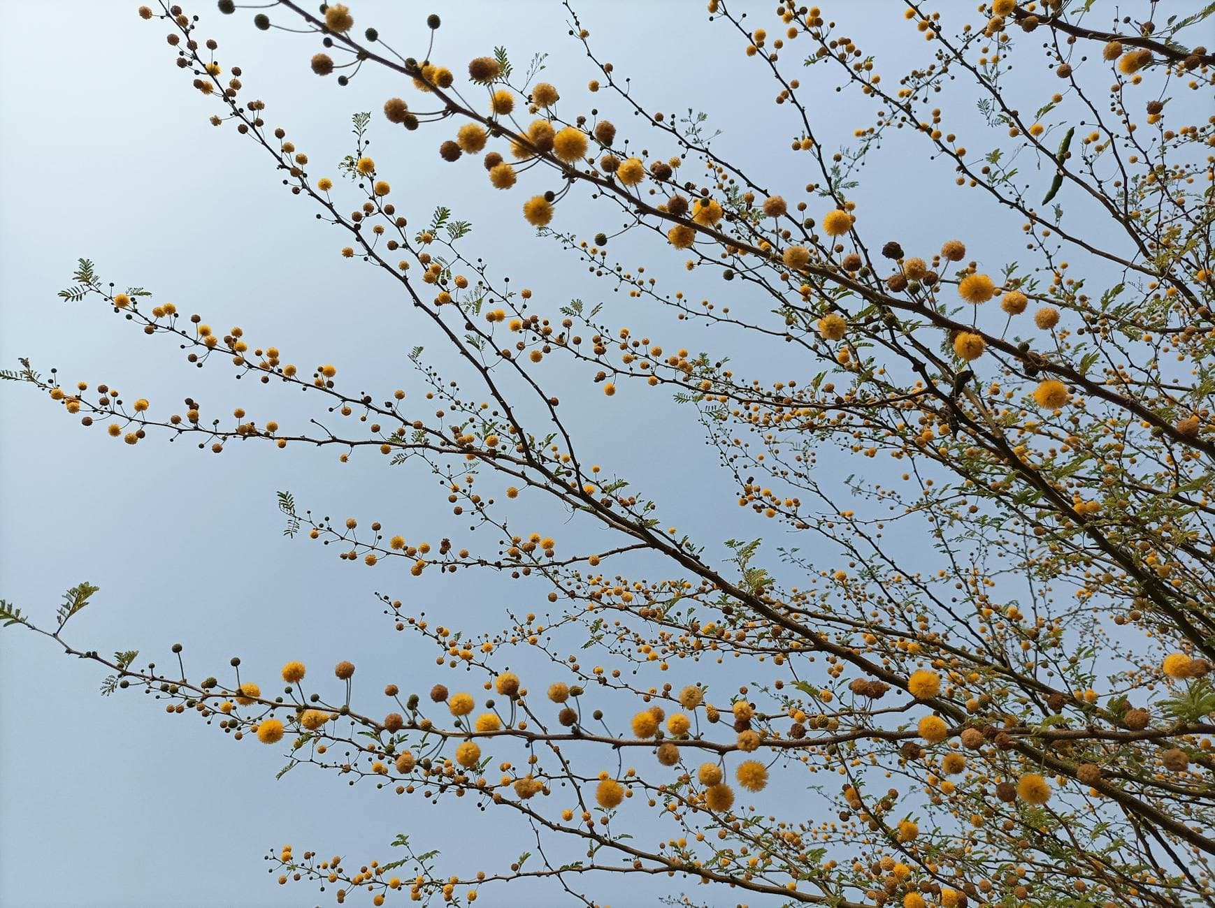 Mimosa - illustration botanique
