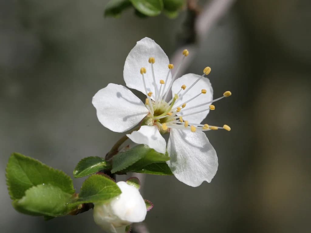 Mirabellier - illustration botanique