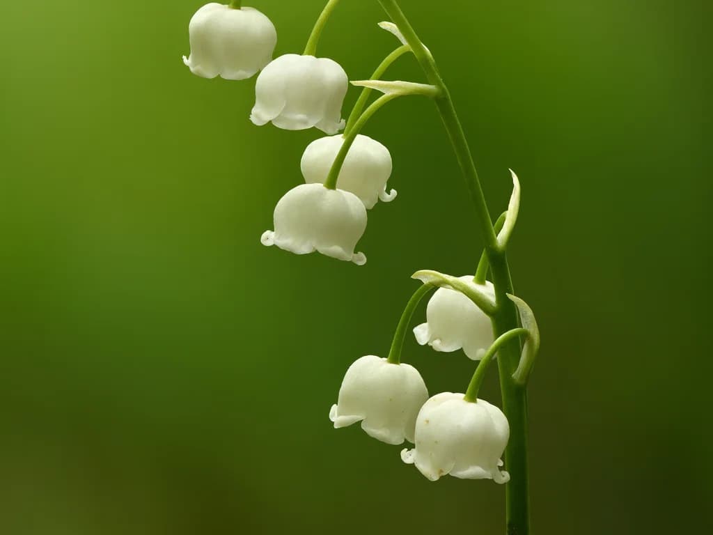 Muguet - illustration botanique