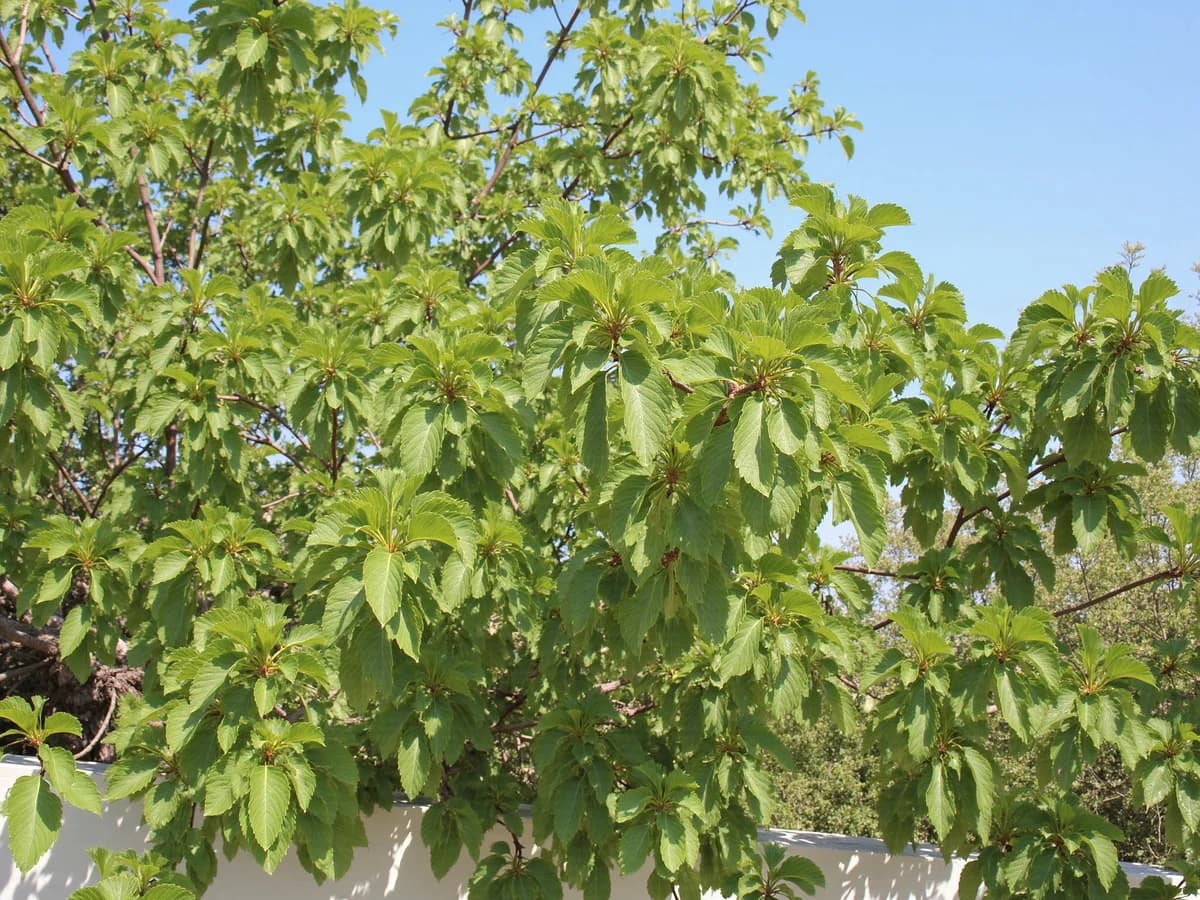 Mûrier platane
