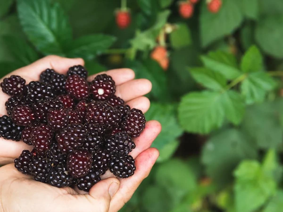 Mûrier - illustration botanique