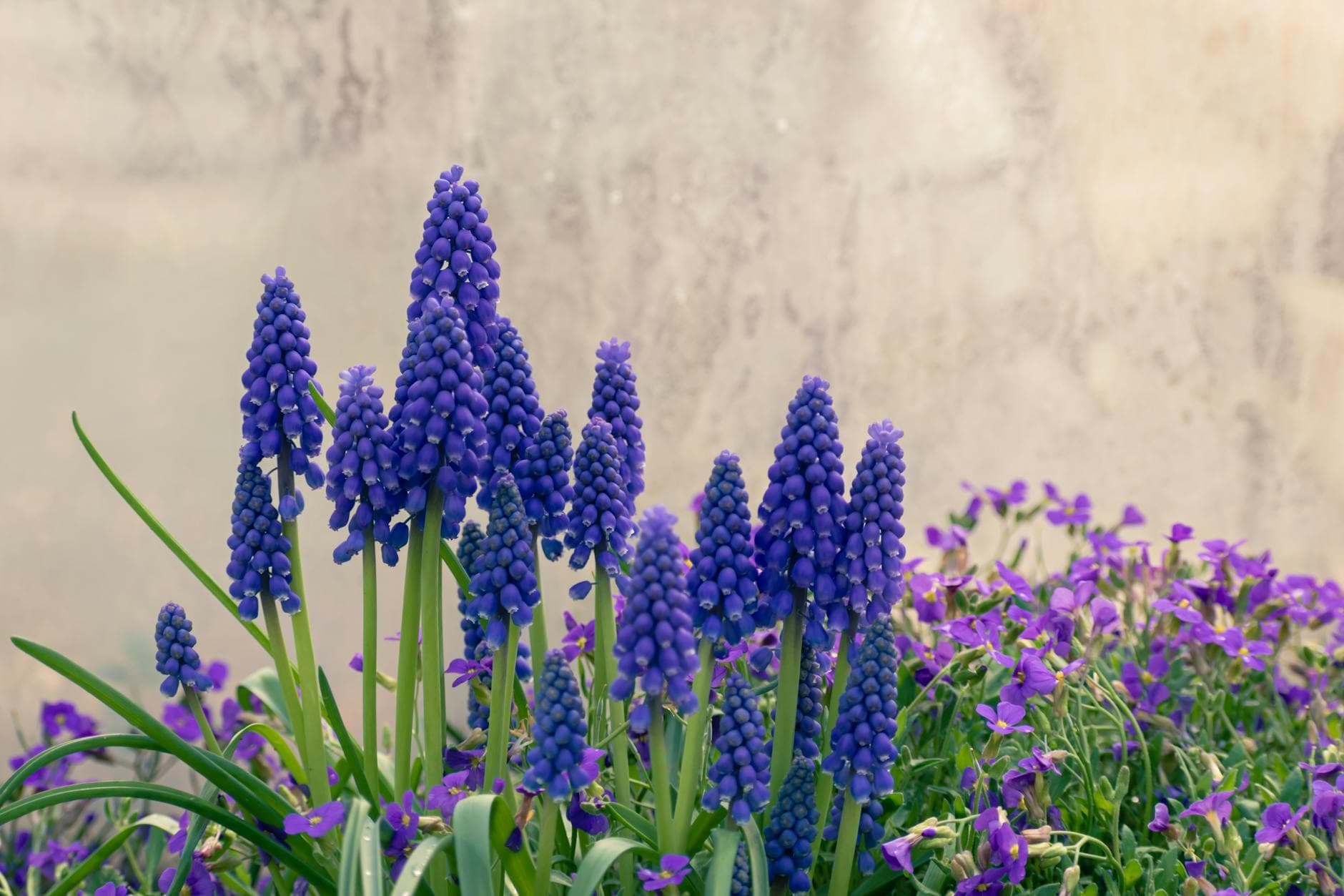 Muscari (jacinthe à grappes) - illustration botanique