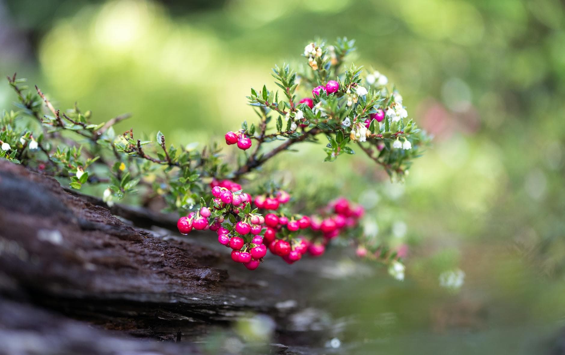 Myrte commun - illustration botanique