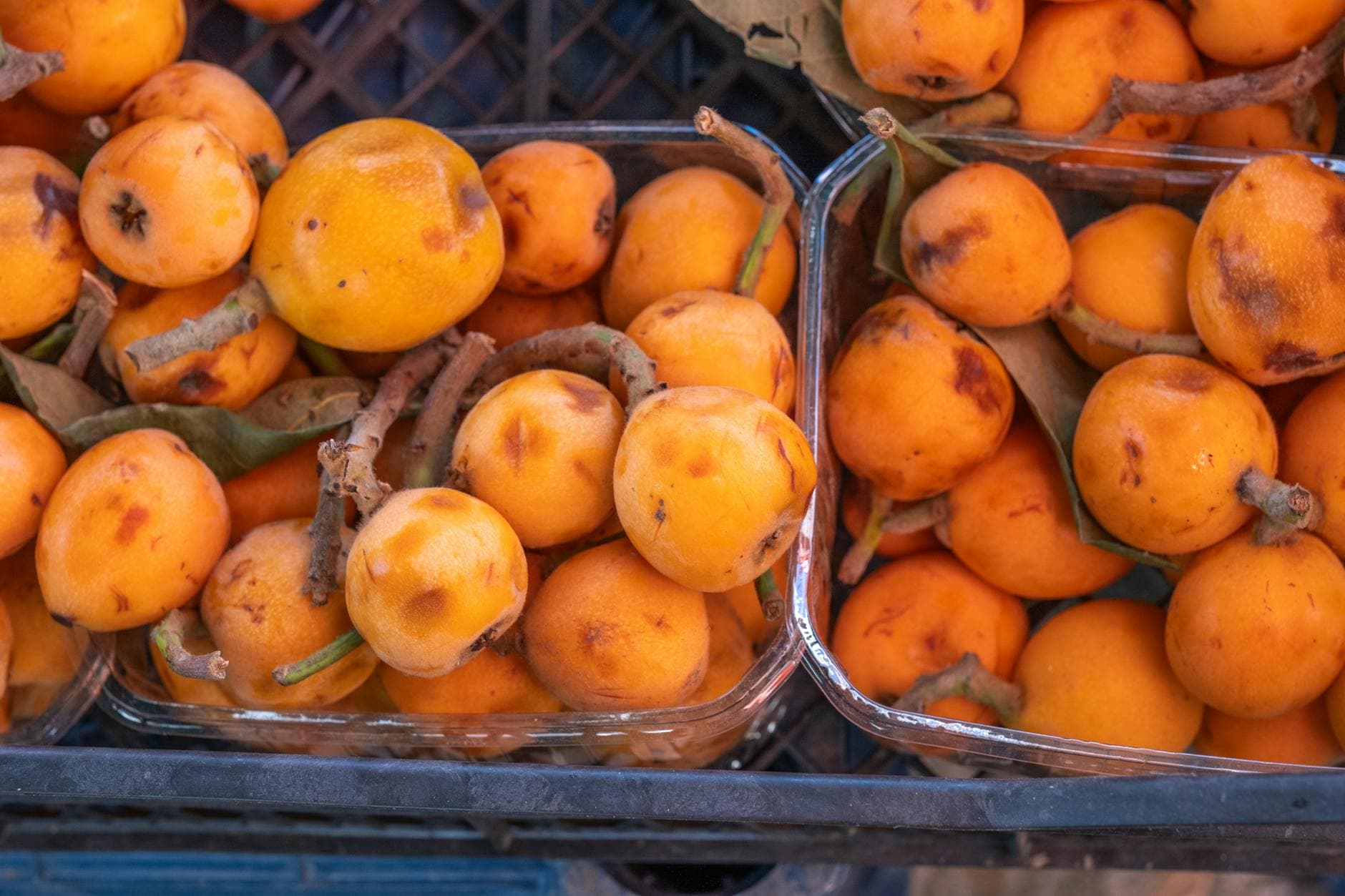 Néflier du Japon - illustration botanique