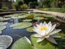 Plantes de bassin : 20 nouvelles fiches entrent au catalogue