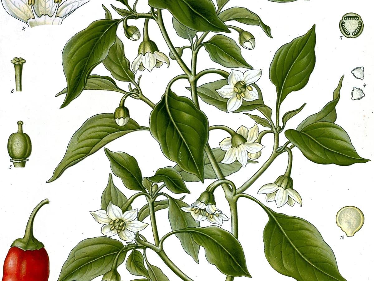 Piment Niora - illustration botanique