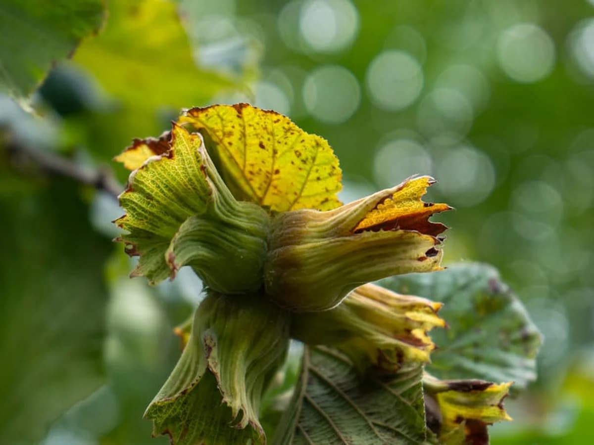 Noisetier - illustration botanique