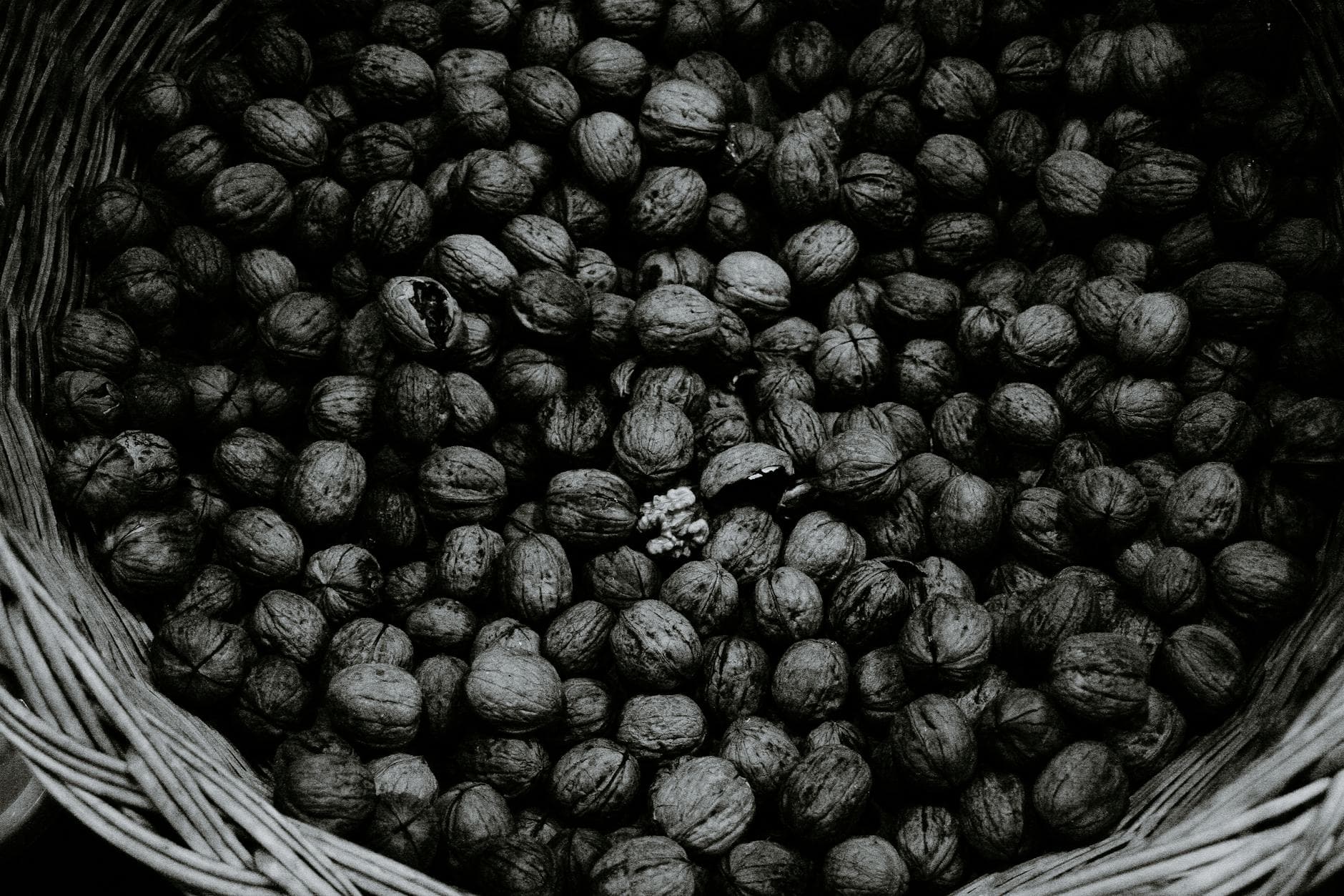 Noyer noir d'Amérique - illustration botanique