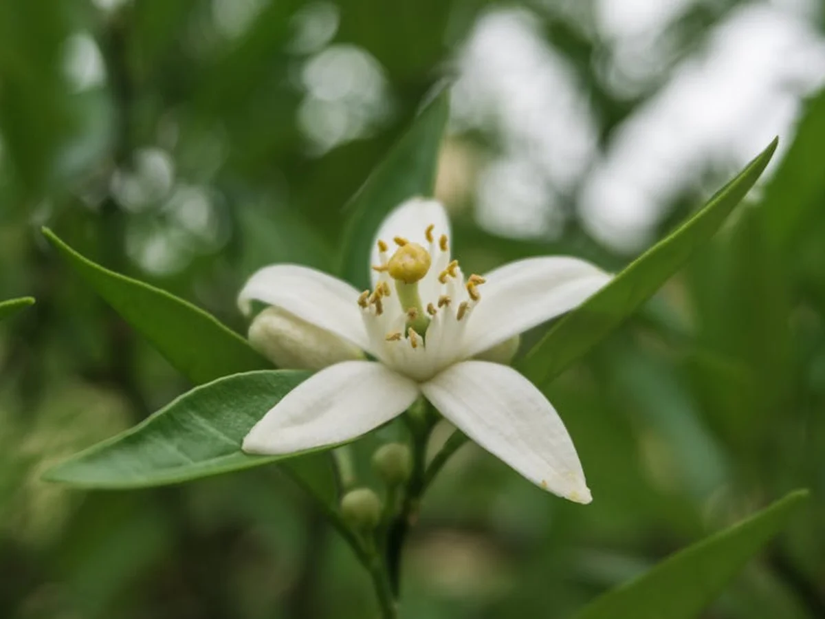 Oranger - illustration botanique