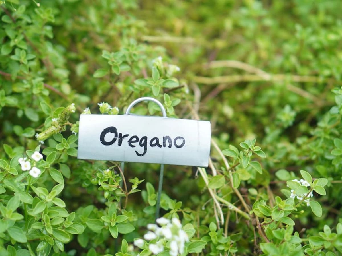 Origan - illustration botanique