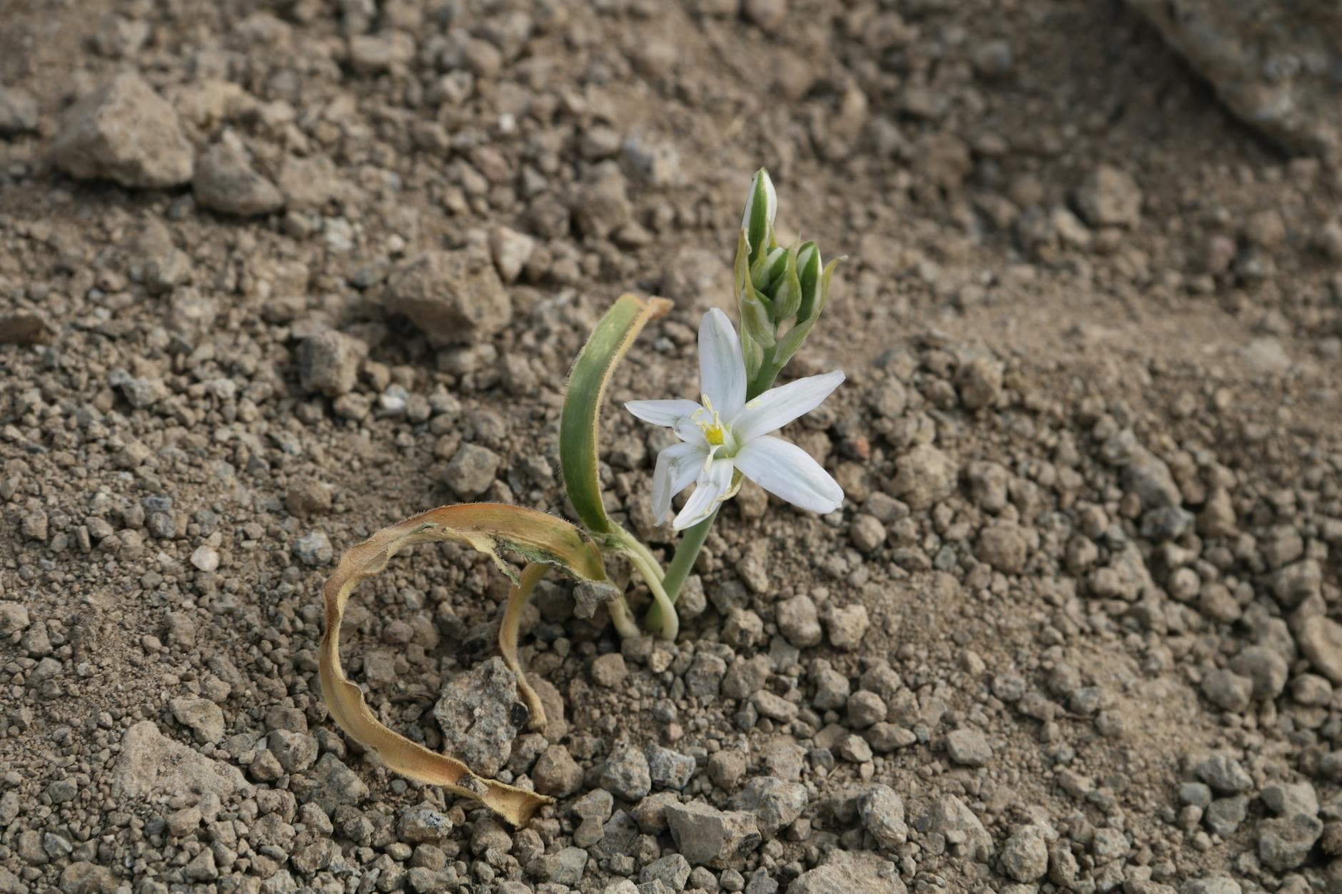 Ornithogale (dame d'onze heures) - illustration botanique