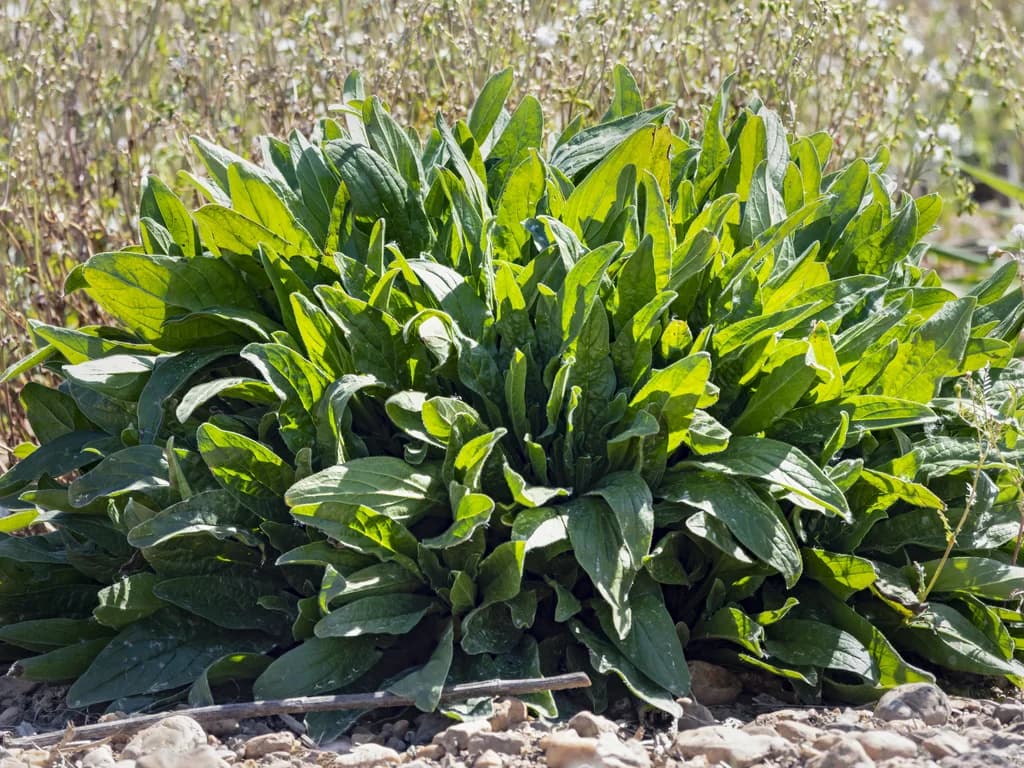 Oseille - illustration botanique