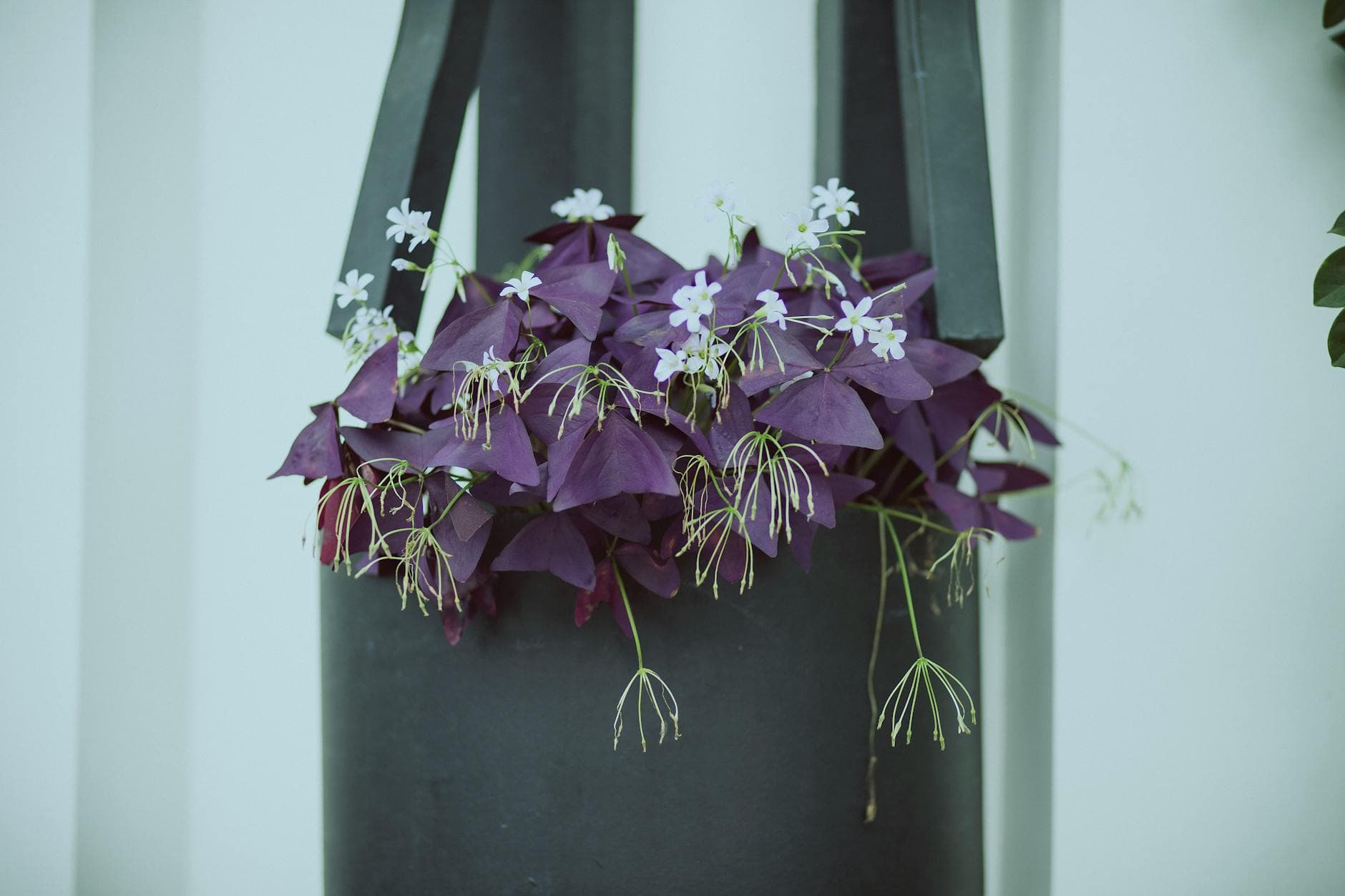 Oxalis - illustration botanique