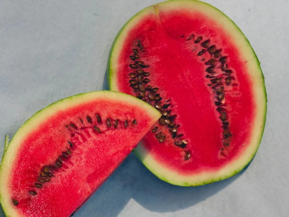 Pastèque Sugar Baby - illustration botanique