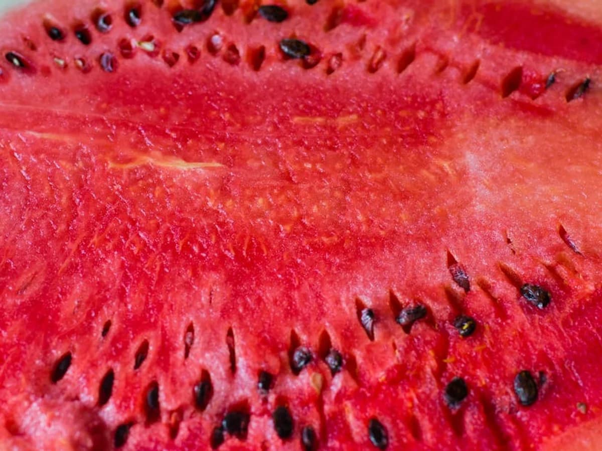 Pastèque - illustration botanique