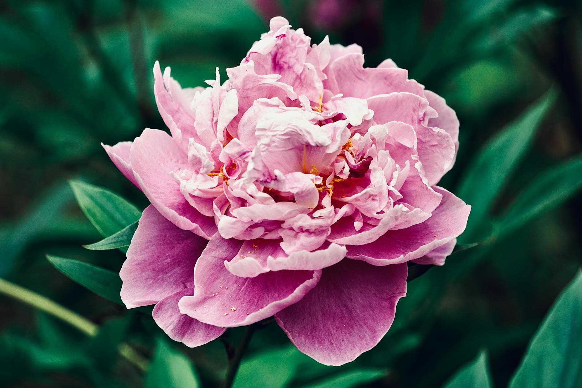 Paulownia impérial - illustration botanique