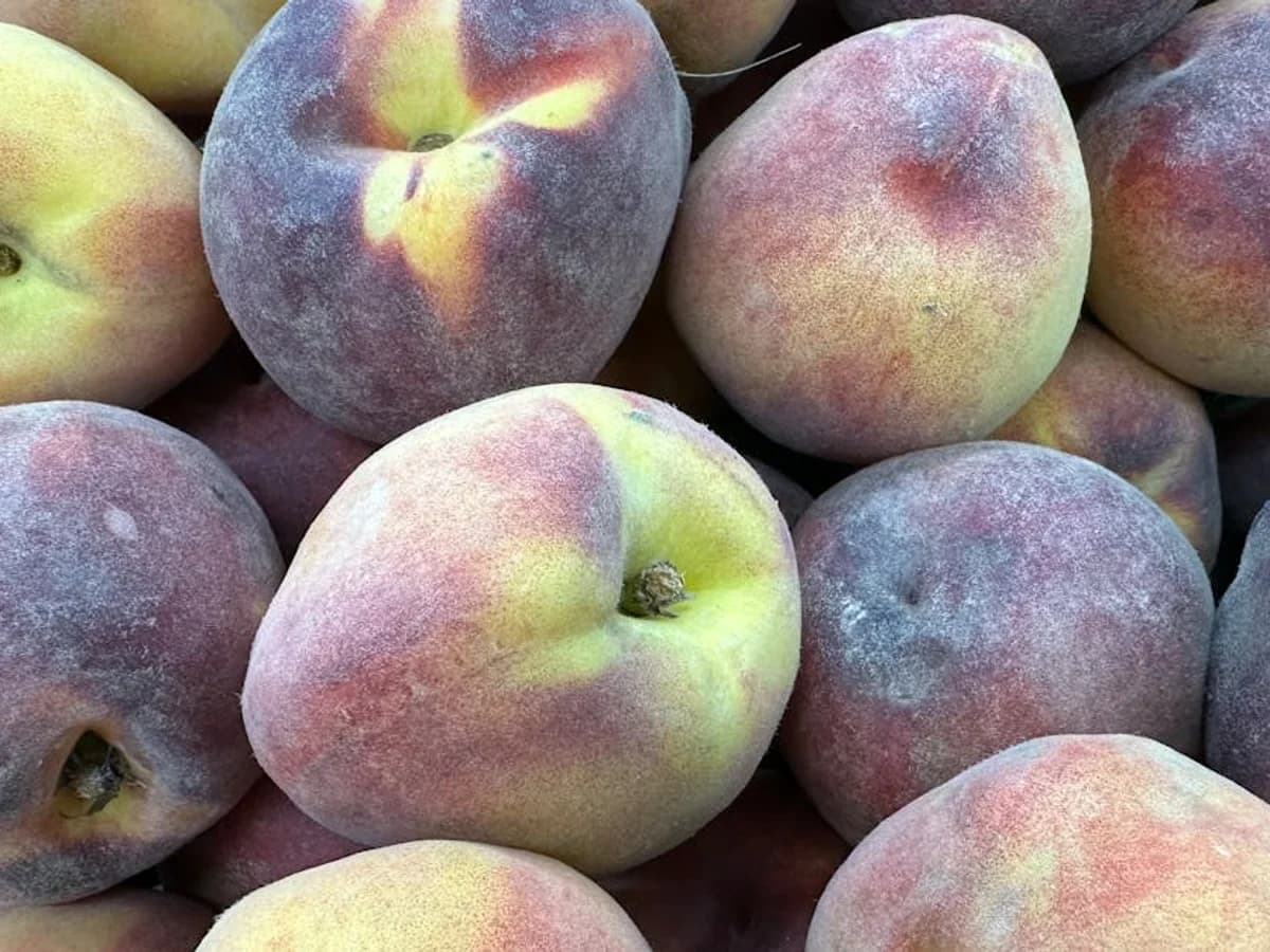 Pêcher - illustration botanique