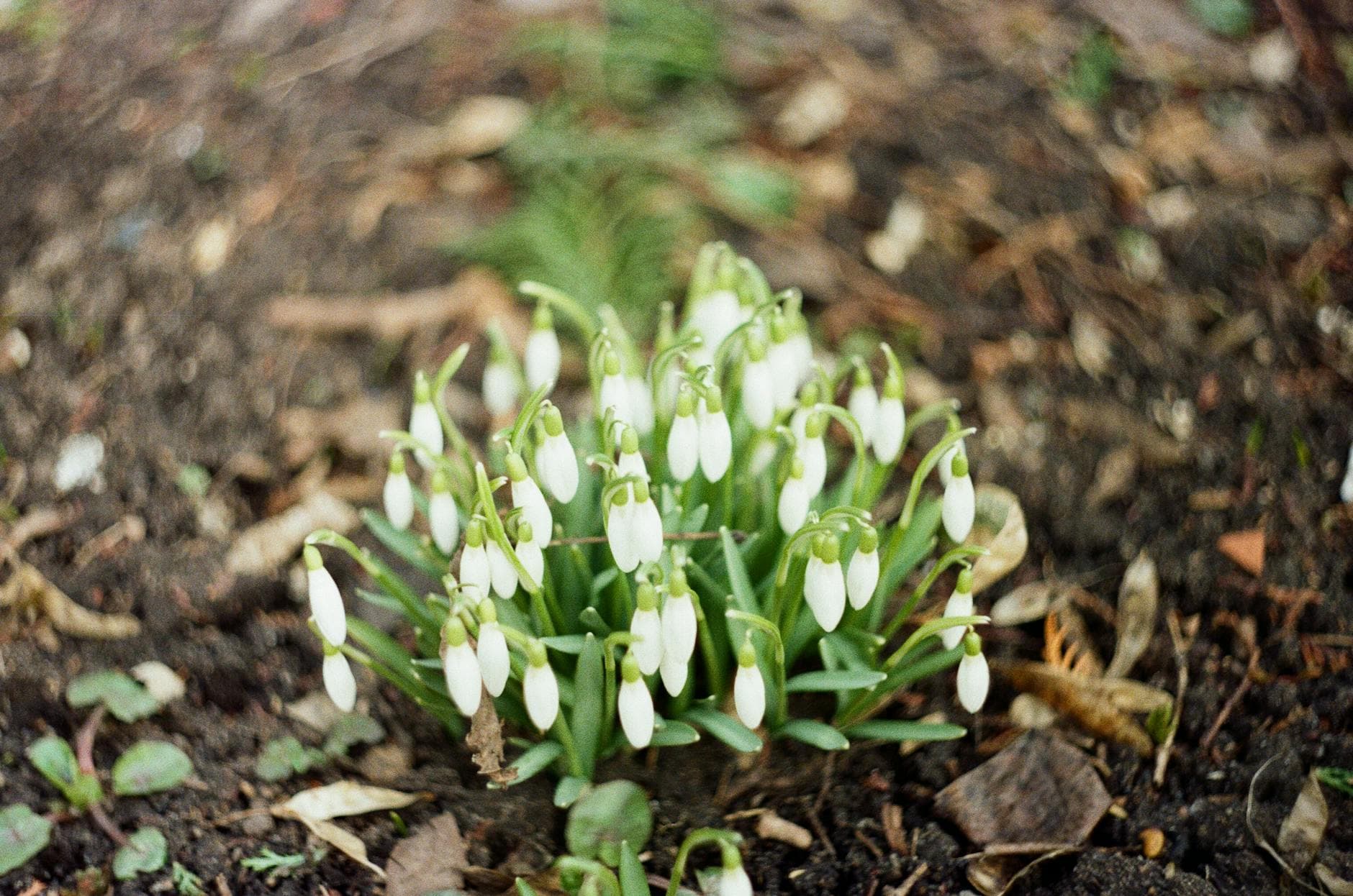 Perce-neige - illustration botanique