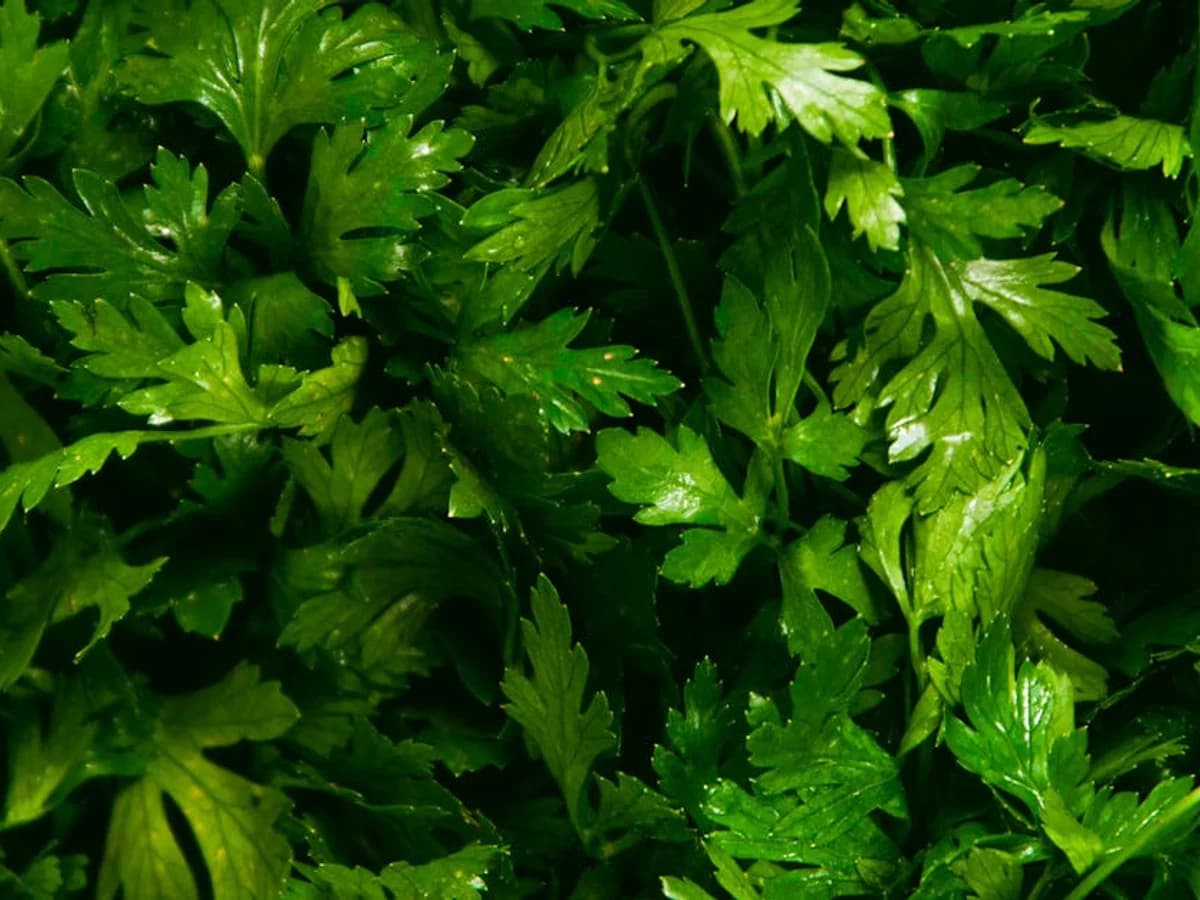 Persil tubéreux - illustration botanique