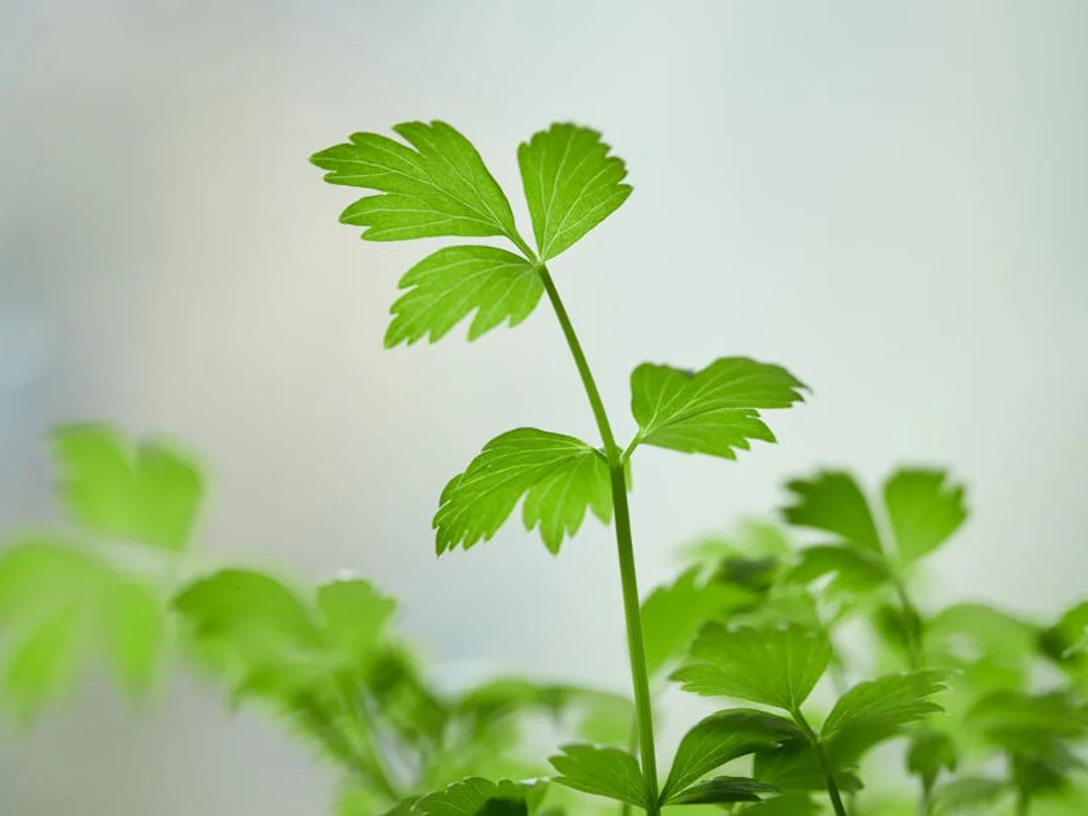 Persil - illustration botanique