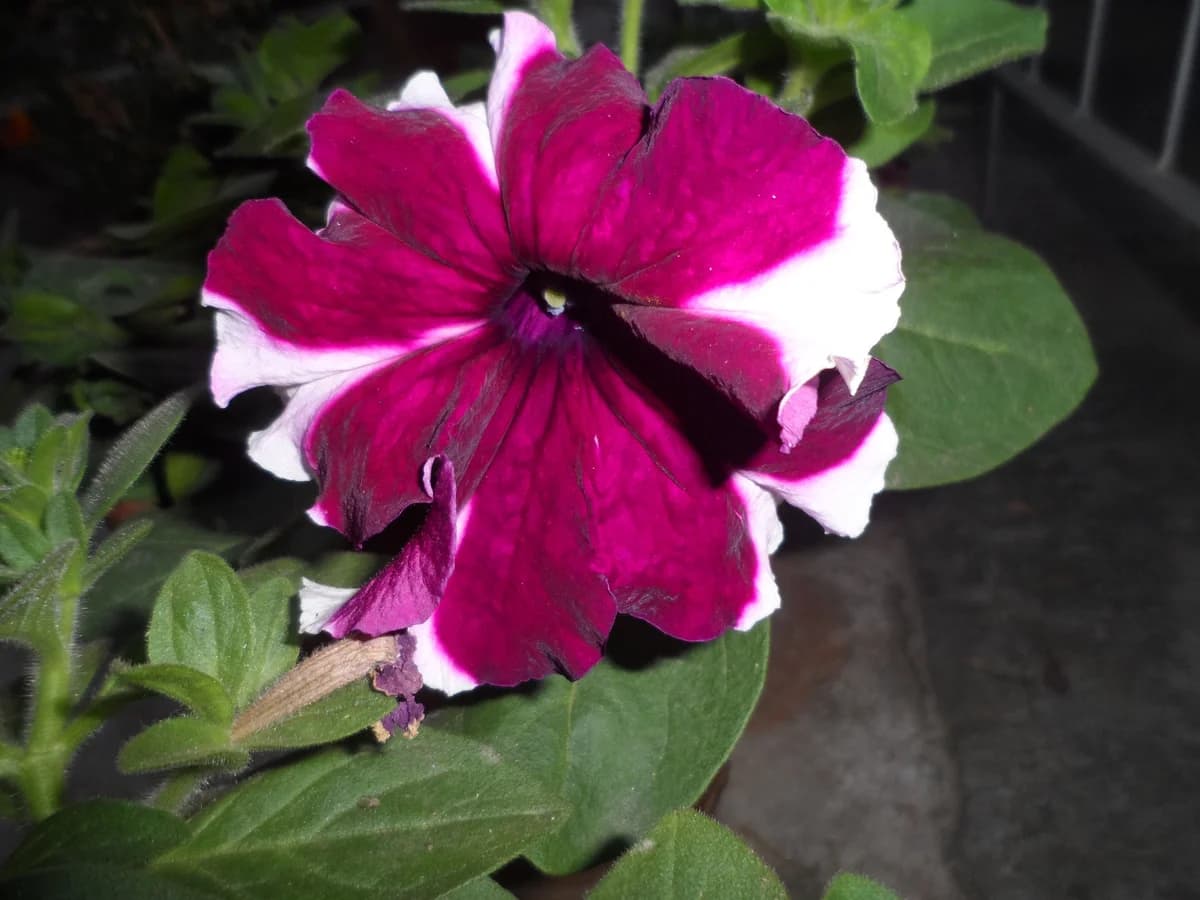 Pétunia - illustration botanique