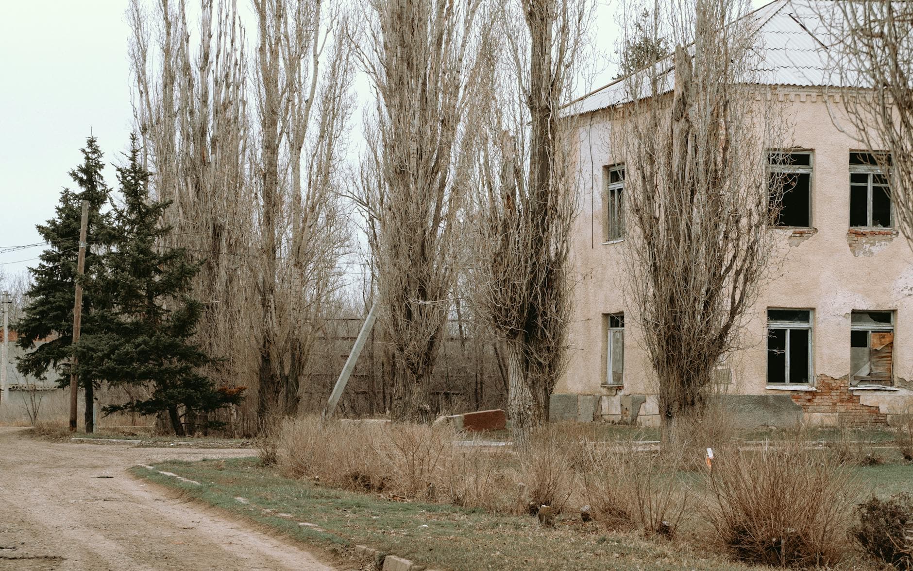 Peuplier noir - illustration botanique