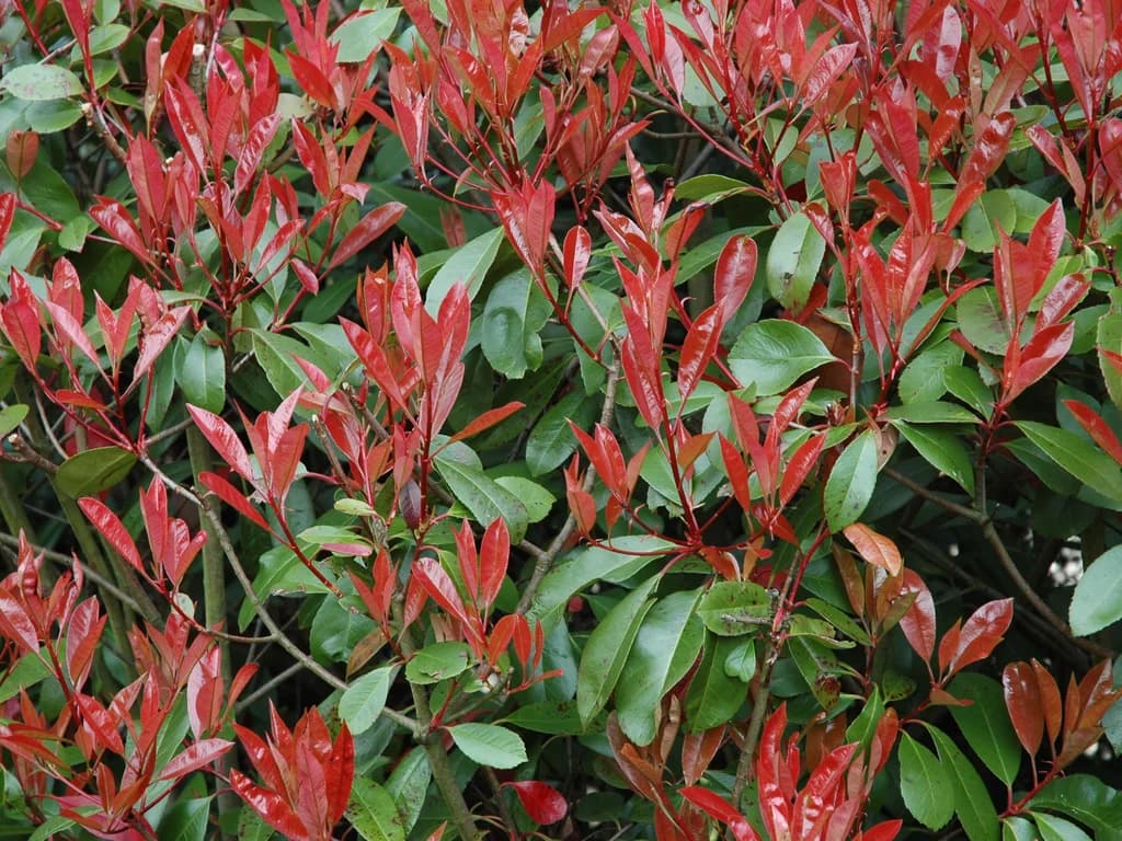 Photinia - illustration botanique