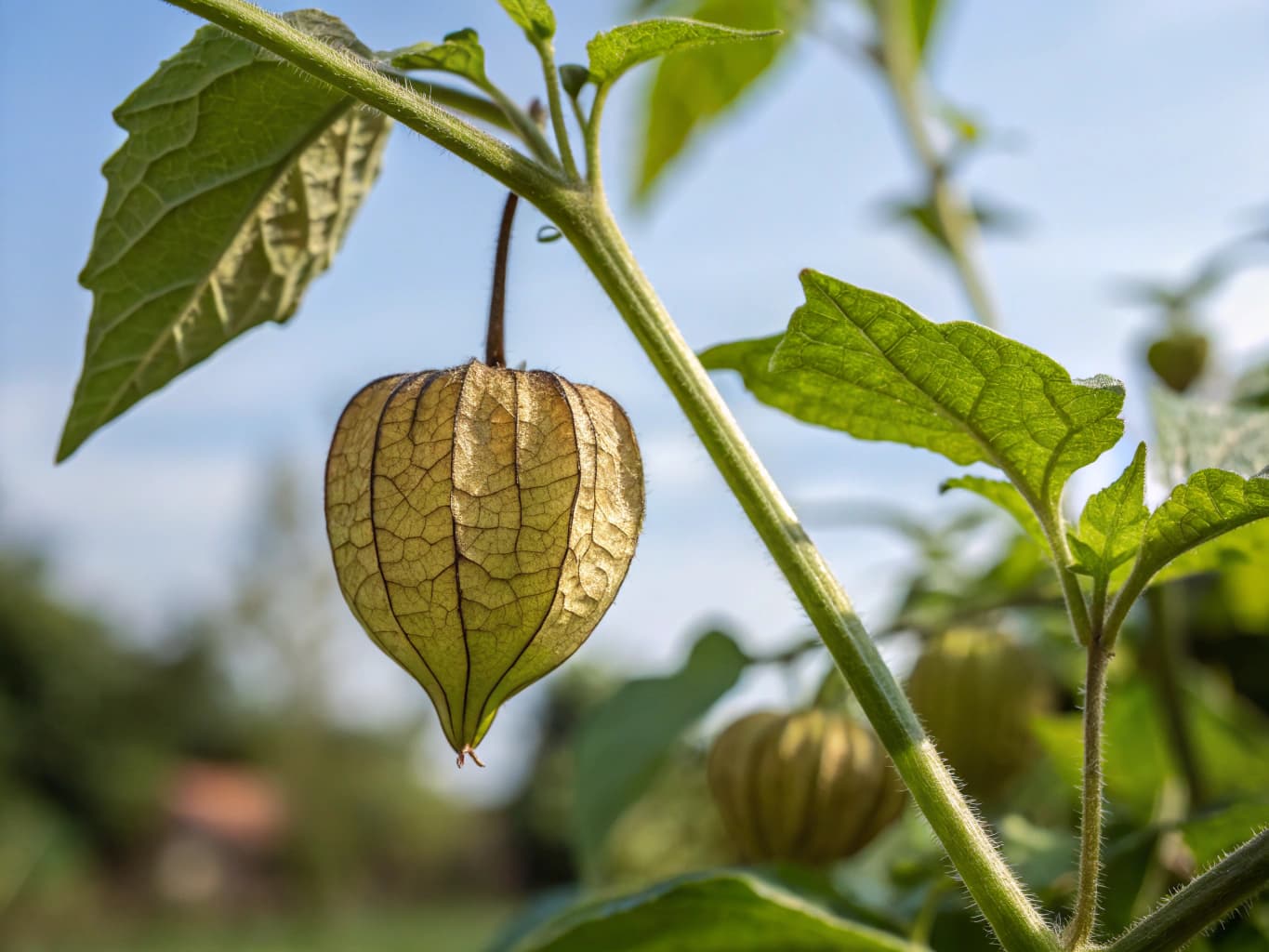 Physalis - illustration botanique
