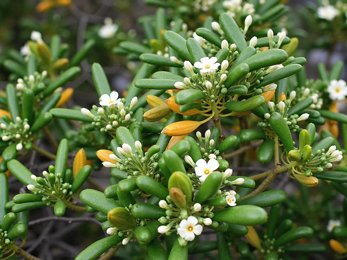 Pittosporum